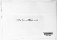 Image of Verticillium nanum
